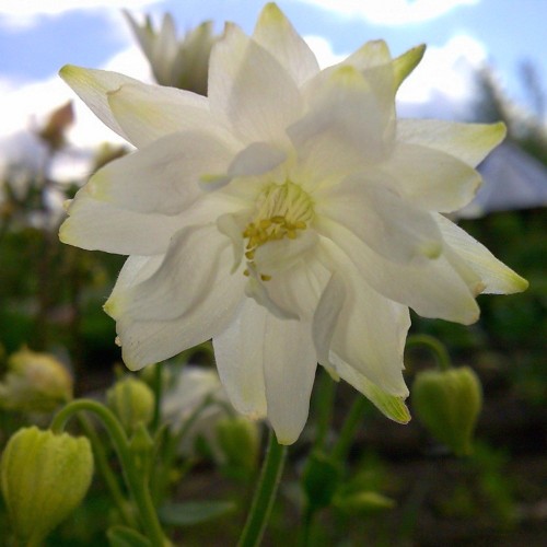 Aquilegia vulgaris 'Barlow White' - Harilik kurekell 'Barlow White' C1,5/1,5L